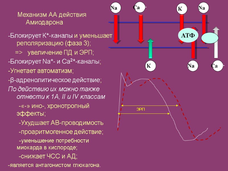 АТФ Na+ K+ K+ Na+ Na+ Ca++ Ca++ ЭРП -Блокирует К+-каналы и уменьшает реполяризацию